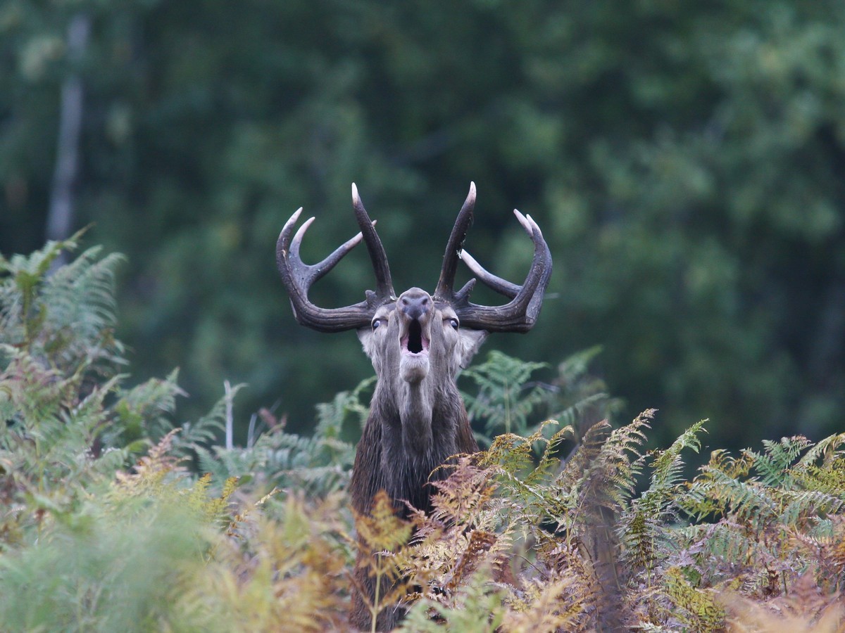 04102005-brame 2005 409.jpg